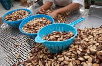 Brazil Nuts: From Amazon Rainforests to Global Markets – A Sustainable Journey