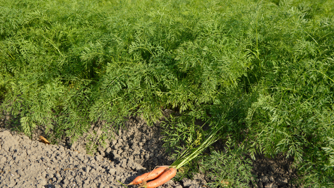 Carrot Common Weeds and Weed Management | Wikifarmer