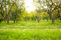 How to Cultivate Lemon Trees Commercially