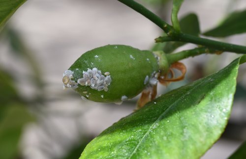 Treating Lemon Tree Pests - Infoupdate.org
