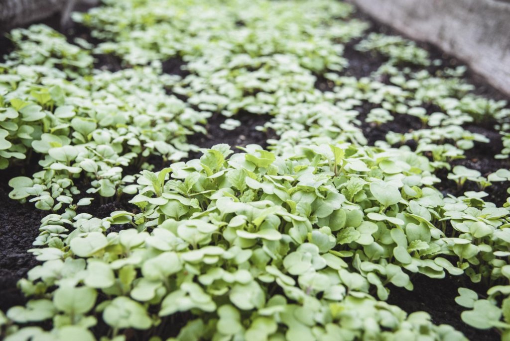 Requisitos y preparación del suelo para cultivar mostaza