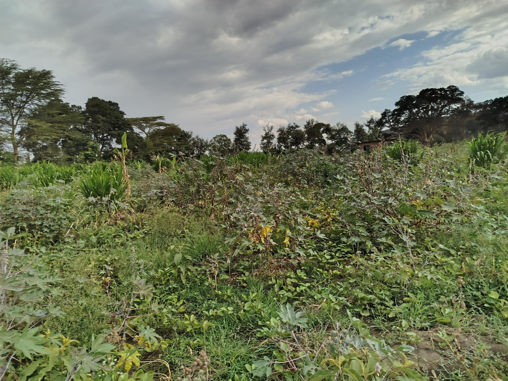 Unlocking the Role of Weeds in Regenerative Agriculture
