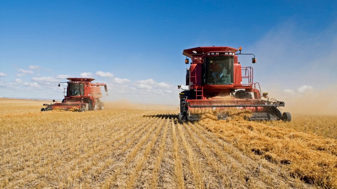 Lentil Yield, Harvest, and Storage | Wikifarmer