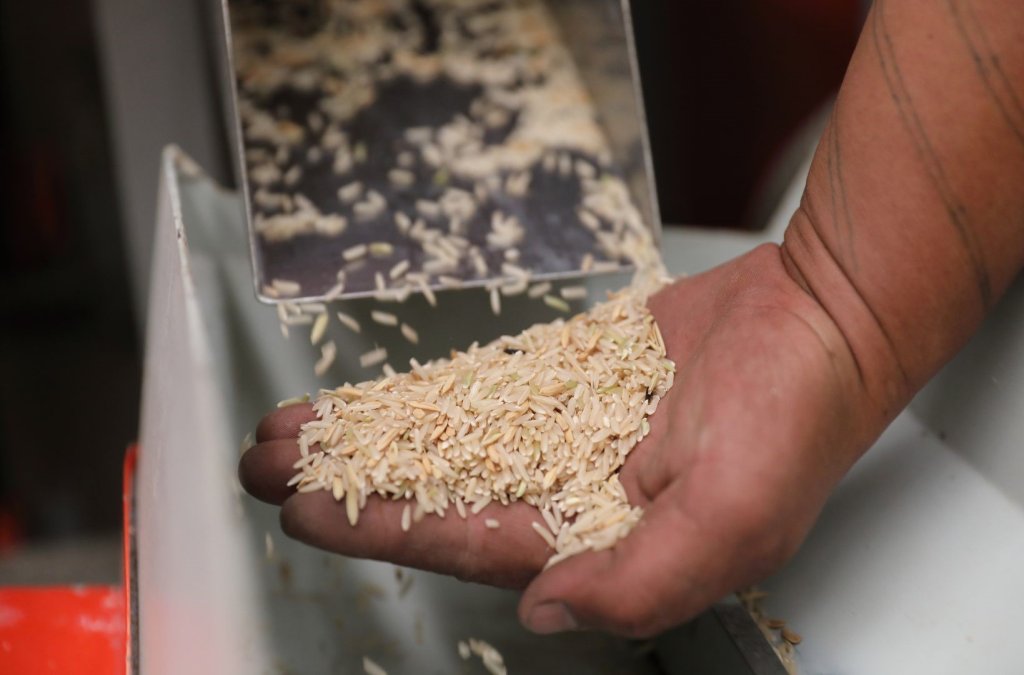 Αναποφλοίωτο ρύζι (Paddy rice): ένας οδηγός βήμα προς βήμα για την επεξεργασία του