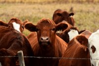 Accurate Enteric Methane Quantification on Beef Cattle: INRA Tier 3 vs. IPCC Tier 2 Models