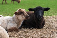 Behavioral Indicators of Livestock Welfare: Signs of Stress & Best Practices