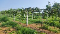 Besoins en Nutriments et Programme de Fertilisation pour les Plants de Kiwi