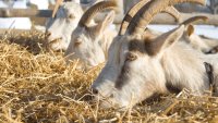 Brewer's Grain as a Sustainable Feed Supplement: Reducing Methane Emissions in Goats and Cattle