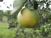 Citrus Greening and Its Management in Citrus Trees