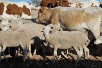Effective Methane Mitigation Strategies in Livestock Production for a Sustainable Future