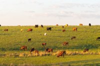 Enhancing Family Farmers' Livelihoods through Animal Production Enhancing Family Farmers' Livelihoods through Animal Production