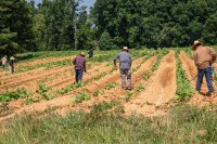 Family Farming in Brazil: Challenges, Contributions, and Opportunities