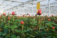 Floriculture The Art and Business of Sustainable Flower Farming Floriculture: The Art and Business of Sustainable Flower Farming