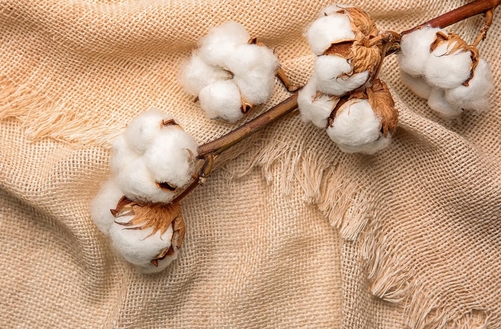 Guide complet sur les fibres végétales types, propriétés et exemples