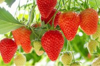 Heat Stress in Strawberry Production: Effects, Cultivar Variability, and Solutions