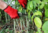 How to Train and Prune Raspberries