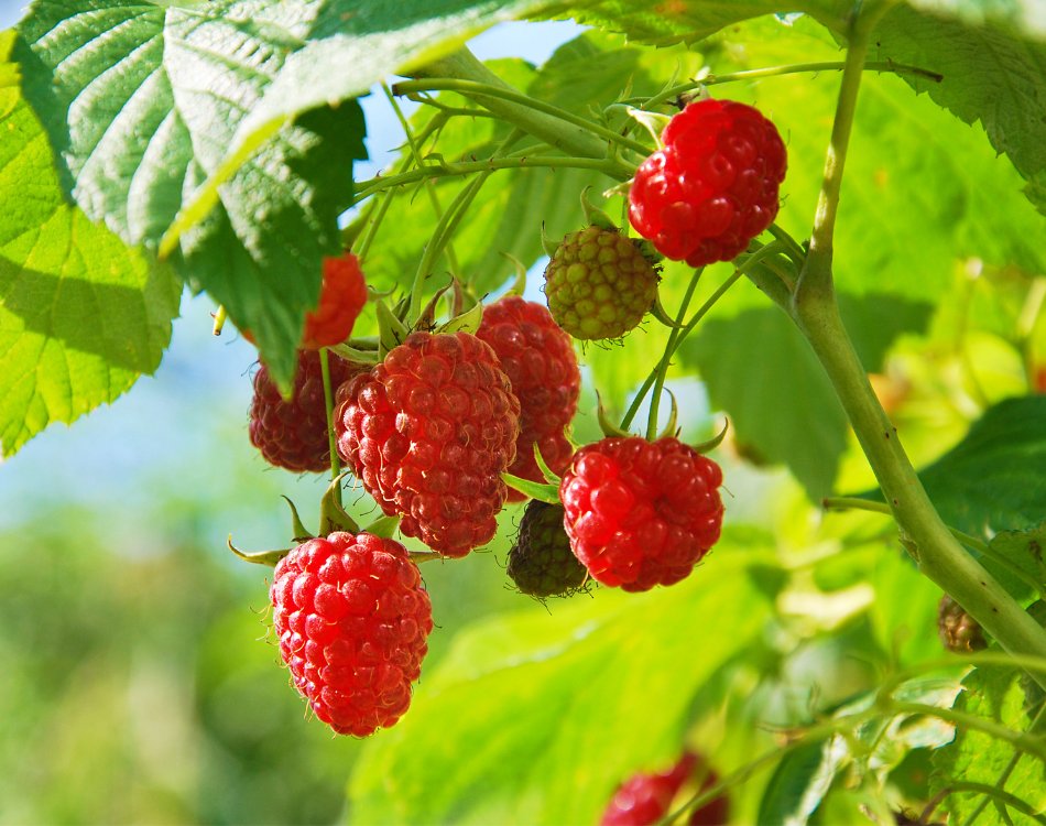 Interessante Fakten über Himbeeren