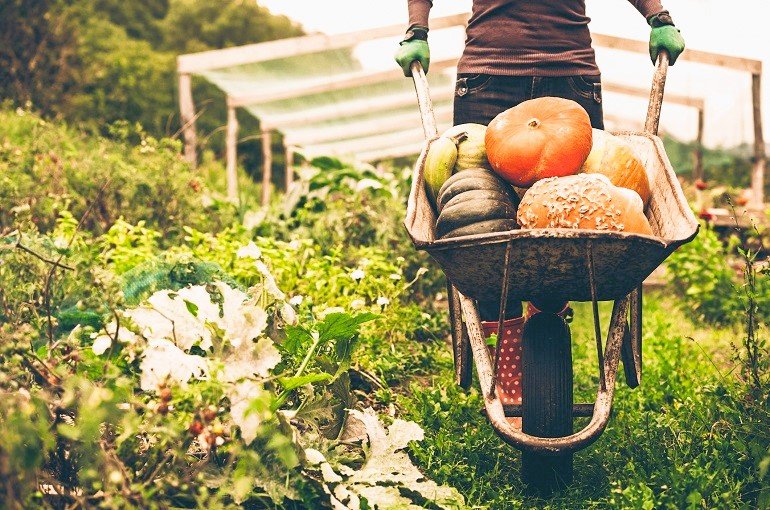Kürbisanbau im Garten