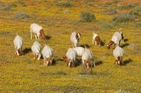 Livestock Welfare: Key Principles, Ethical Practices, and Strategies for Sustainable Farming