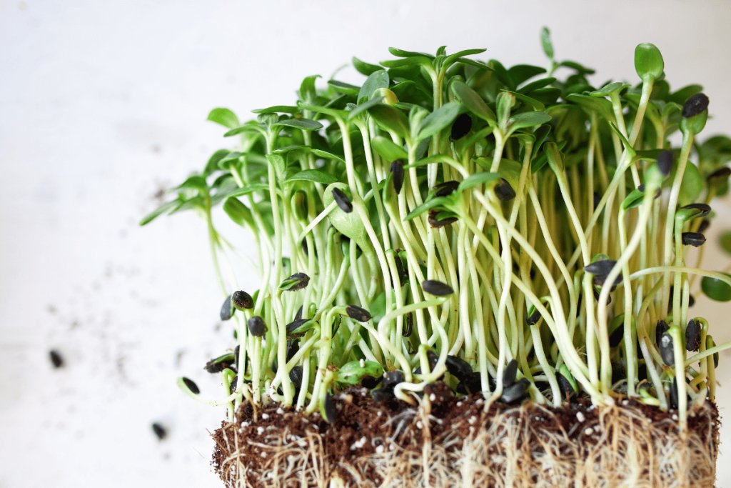 Microgreens: A Superfood Packed with Nutrients and Easy to Grow at Home