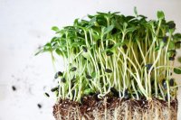 Microgreens: A Superfood Packed with Nutrients and Easy to Grow at Home
