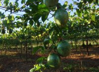 Plantar fruta de la pasión, condicionaes del suelo, el clima y cómo preparar el terreno