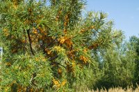 Precision Agriculture as the Key to Sustainable Sea Buckthorn Farming
