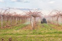 Principaux Ravageurs, Maladies et Mauvaises Herbes des Plants de Kiwi et leur Gestion