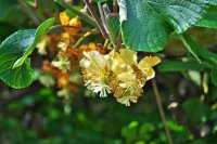 Propagation et pollinisation des plants de kiwi