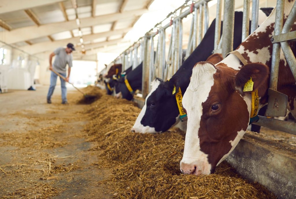 Qu’est-ce que l’élevage animale?