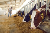Qu’est-ce que l’élevage animale?