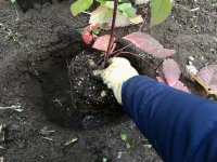 Raspberry Soil Requirements, Site Preparation and Planting