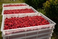 Raspberry Yield, Harvest, and Storage