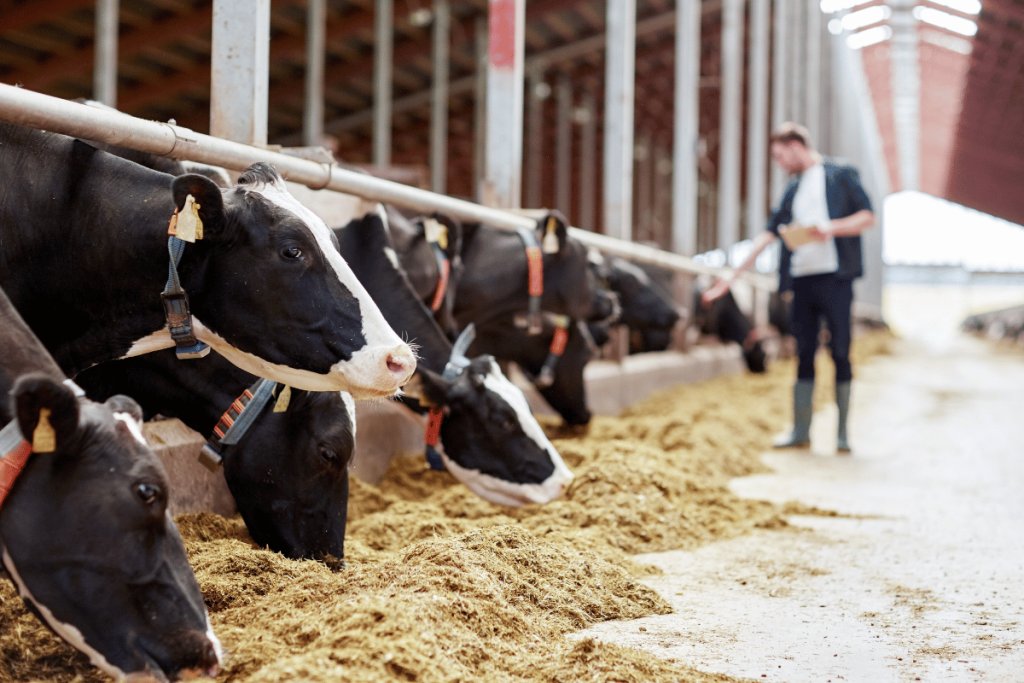 Sustainable Dairy Farming: A Veterinarian’s Perspective on Balancing Health, Welfare, and the Environment