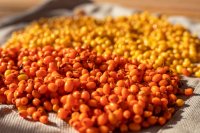 Unlocking the Potential of Sea Buckthorn in Sustainable Agriculture and Product Innovation