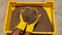 Insect Frass For Soil Health Insect Frass: A Sustainable Solution for Soil Health and Fertilization