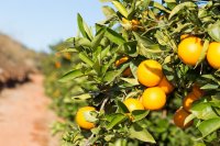 Κλιματικές και εδαφικές απαιτήσεις της πορτοκαλιάς