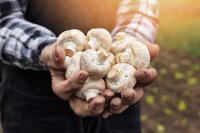 كيفية زراعة الفطر في المنزل بسهولة