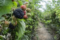 Blackberry Plant Information - How to Identify Blackberries