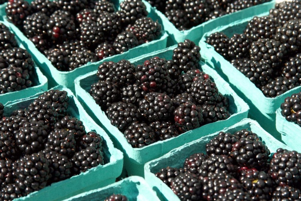 Blackberry Yield, Harvest, and Storage