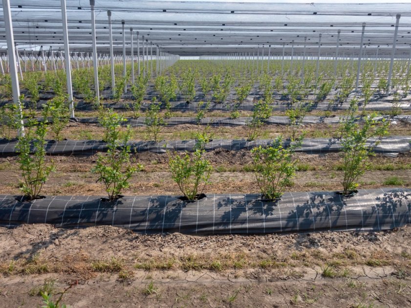 Blueberry Soil Conditions and Site Selection | Wikifarmer