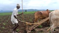 Como aplicar o manejo conservacionista do solo para proteger a sua fertilidade