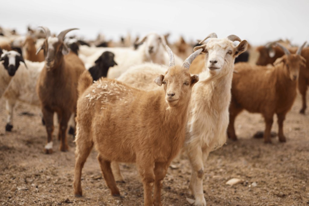 Dairy Goat Farming: Benefits, Challenges, and Future Innovations