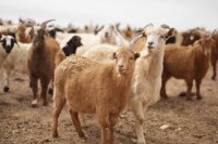 Dairy Goat Farming: Benefits, Challenges, and Future Innovations