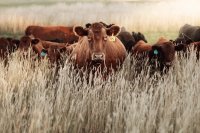 Effective Cattle Management Strategies During Dry Seasons and Climate Change
