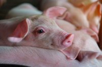 Essential Nursery Management Practices to Boost Pig Health and Performance