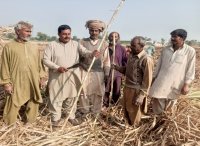 Enhancing Sugarcane Procurement & Processing in Pakistan: Strategies for Efficiency & Growth