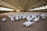 Gumboro Disease in Chickens: Symptoms, Pathogenesis, and Control