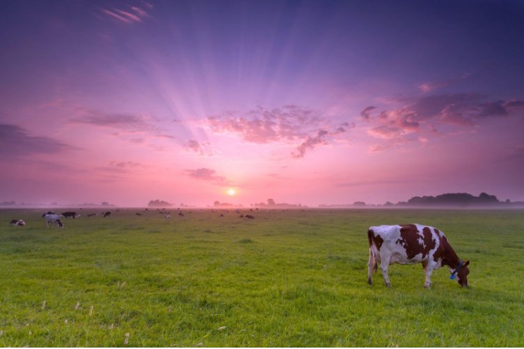 Heat Stress in Dairy Cows: A Growing Concern