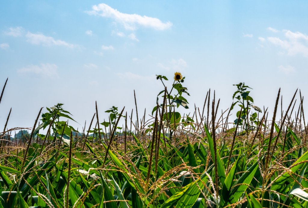 Herbisit Direnci Nedir?